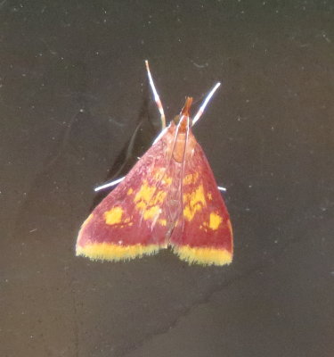 Mint-Loving Pyrausta Moth