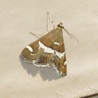 Hawaiian Beet Webworm Moth