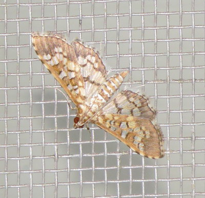 Assembly Moth