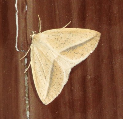 Speckled Lamplighter
