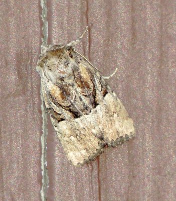 Multicolored Sedgeminer Moth
