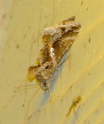 Soybean Looper Moth