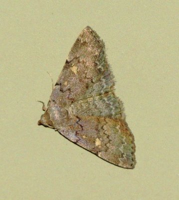 Common Idia Moth