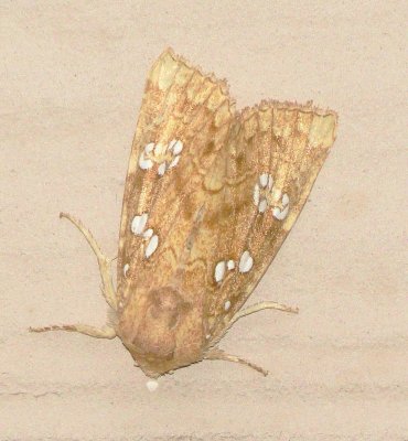 Ash-Tip Borer