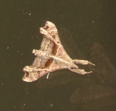 Faint-Spotted Palthis Moth