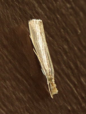 Vagabond Crambus Moth