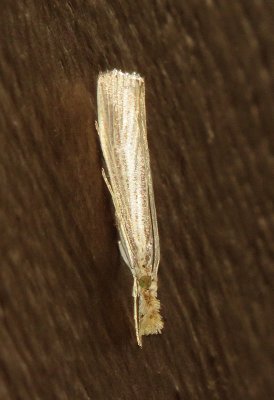 Vagabond Crambus Moth