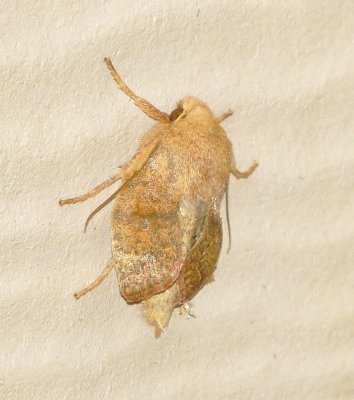 Unidentified Moth