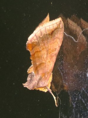 Unspotted Looper Moth