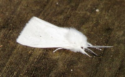 Virginian Tiger Moth
