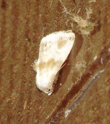 Everlasting Bud Moth