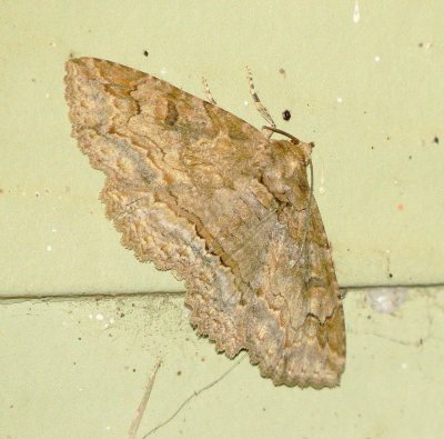 Maple Zale Moth