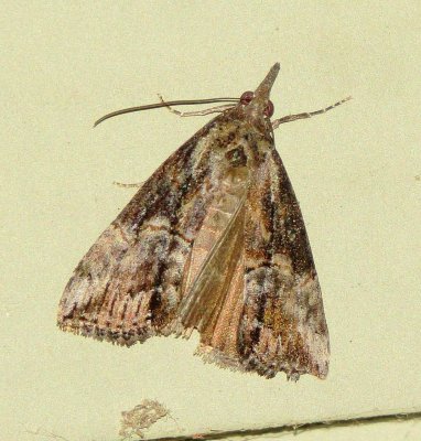 Green Cloverworm Moth