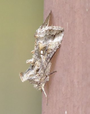 Plusiine Looper Moth species