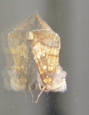 Genus Papaipema