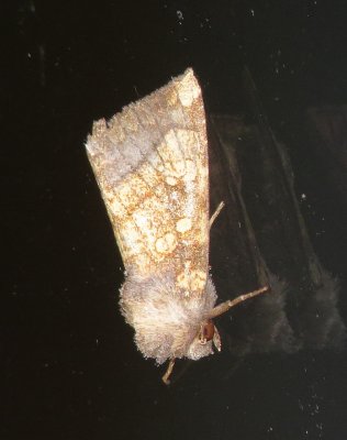Genus Papaipema