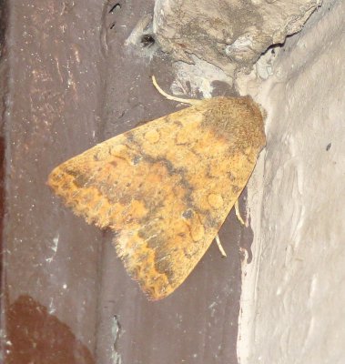 Bicolored Sallow