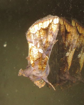 Looper Moth Species
