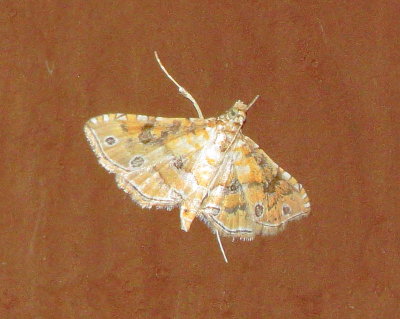 Ommatospila narcaeusalis