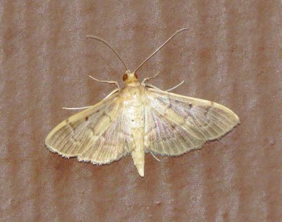 Southern Beet Webworm Moth