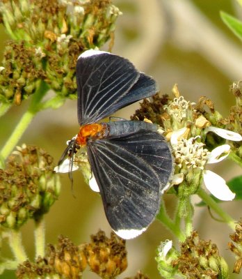 White-Tipped Black