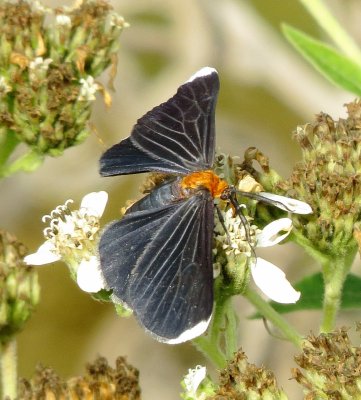 White-Tipped Black
