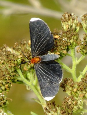 White-Tipped Black