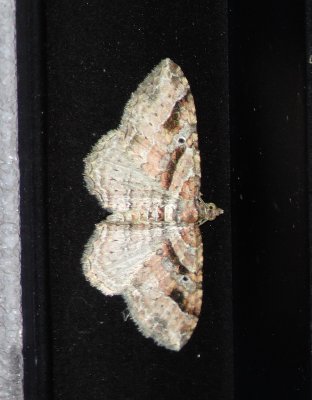 Bent-Lined Carpet Moth