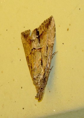 Green Cloverworm Moth
