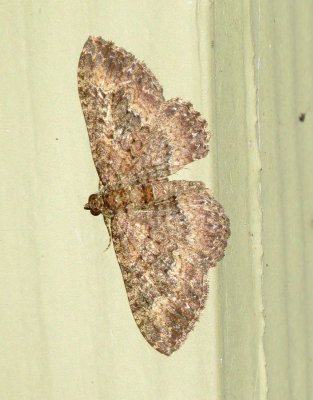Somber Carpet Moth
