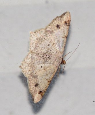 Genus Macaria