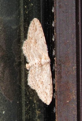 Unidentified Moth