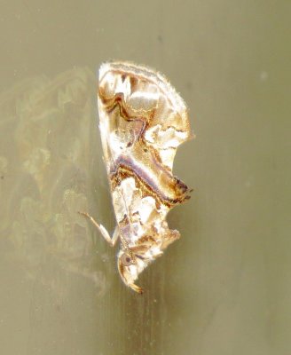 Moonseed Moth