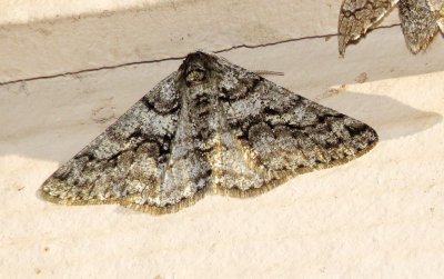 Half-Wing
