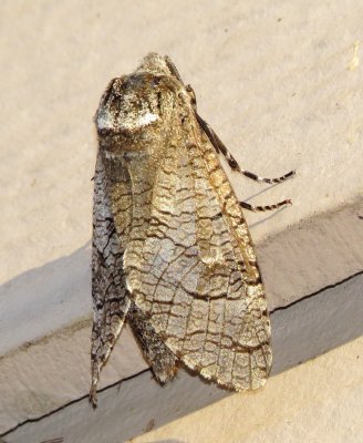 Little Carpenterworm Moth