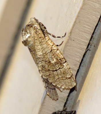 Little Carpenterworm Moth