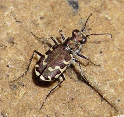 Bronzed Tiger Beetle