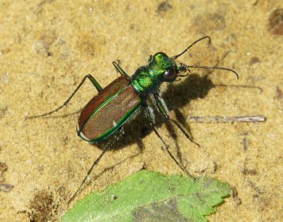 Splendid Tiger Beetle