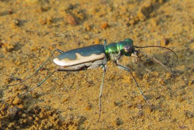 Cream-Edged Tiger Beetle