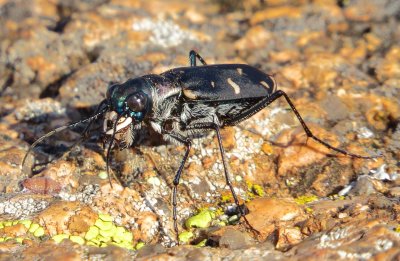 Large Grassland Tiger Beetle