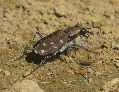 Twelve-Spotted Tiger Beetle