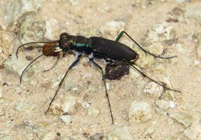 Limestone Tiger Beetle