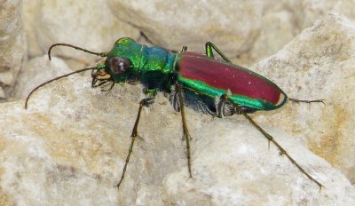 Splendid Tiger Beetle