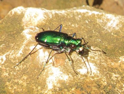 Six-Spotted Tiger Beetle