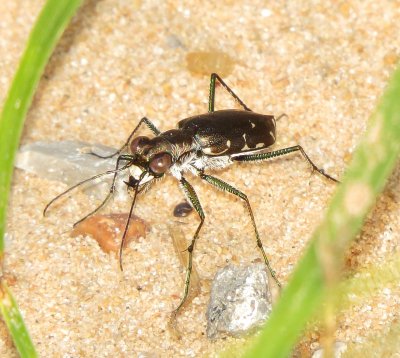 Punctured Tiger Beetle