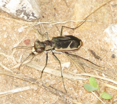 Schaupp's Tiger Beetle