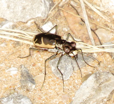 Schaupp's Tiger Beetle