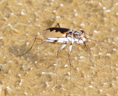 White-Cloaked Tiger Beetle