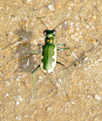 Cream-Edged Tiger Beetle