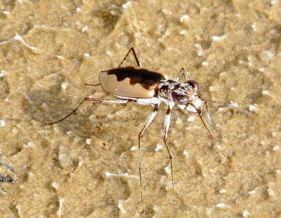 White-Cloaked Tiger Beetle